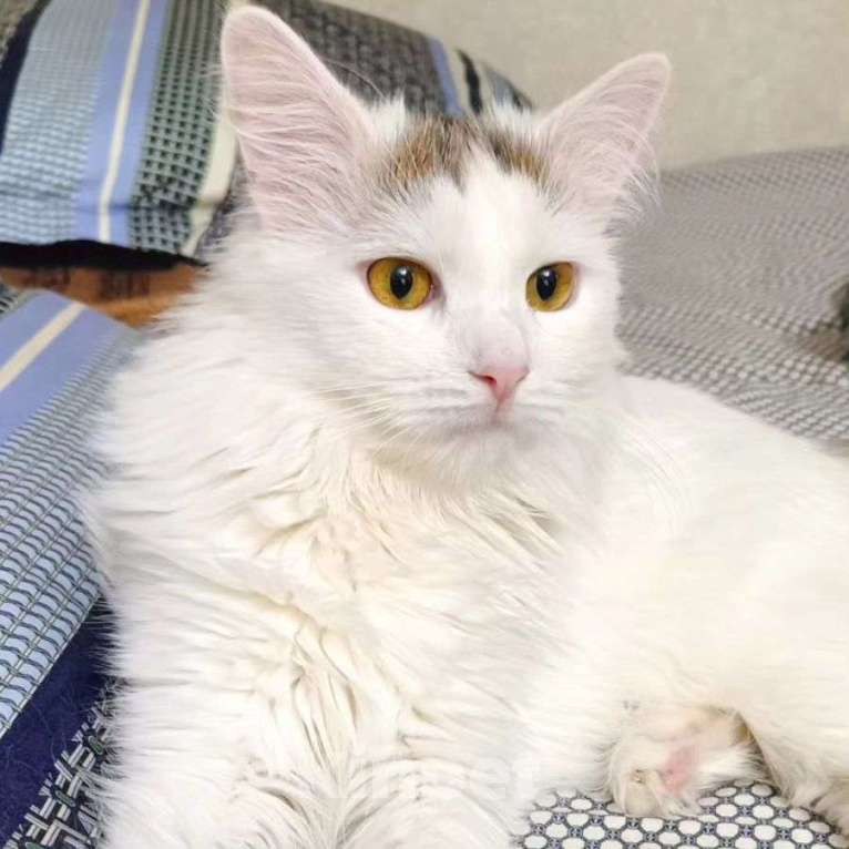 Кошки в Москве: Белый пушистый котенок Бяша Мальчик, Бесплатно - фото 5