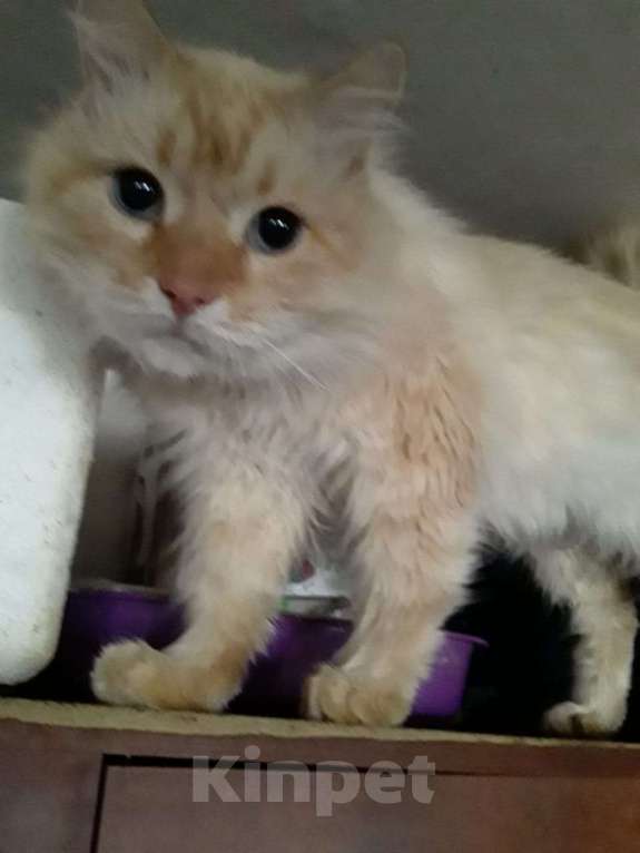 Кошки в Москве: Молодой котик Левушка ищет новый дом  Мальчик, Бесплатно - фото 2