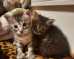 Кошки в Волгограде: Малыши даром Девочка, Бесплатно - фото 1