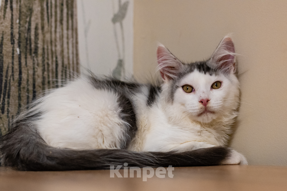 Кошки в Петрозаводске: Котик мейн-кун Мальчик, 15 000 руб. - фото 4