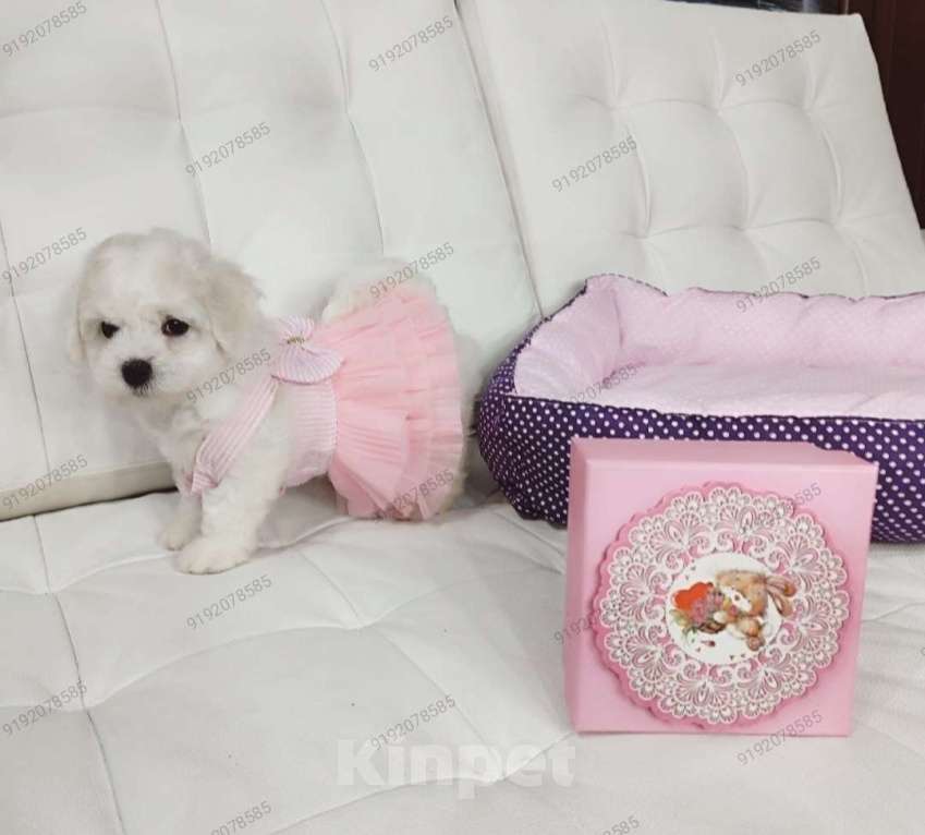 Собаки в Москве: БИШОН ФРИЗЕ чистокровная mini девочка  Девочка, 80 000 руб. - фото 2