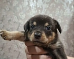 Собаки в Воскресенске: На продажу Мальчик, Бесплатно - фото 1