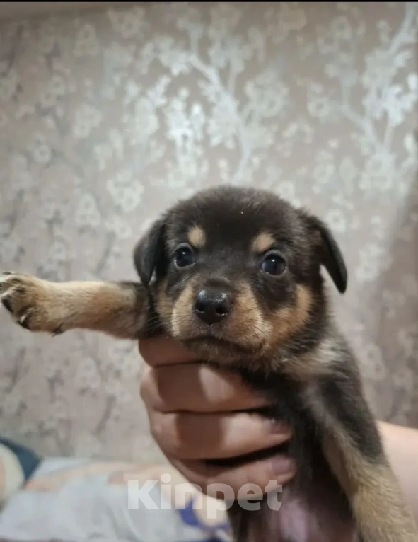 Собаки в Воскресенске: На продажу Мальчик, Бесплатно - фото 1