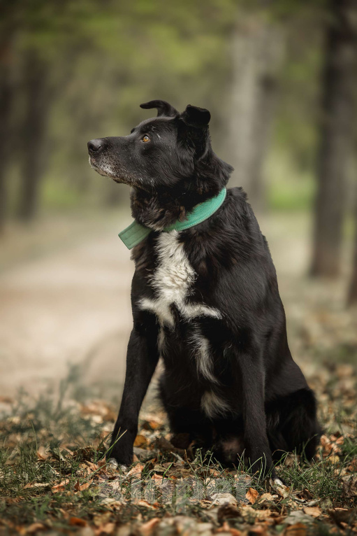Собаки в Москве: Пух Мальчик, Бесплатно - фото 7