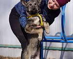Собаки в Ногинске: Щенок ищет дом Мальчик, Бесплатно - фото 4
