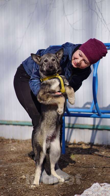 Собаки в Ногинске: Щенок ищет дом Мальчик, Бесплатно - фото 4
