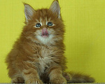 Кошки в Челябинске: Мейн кун Гардарики Мальчик, 65 000 руб. - фото 1