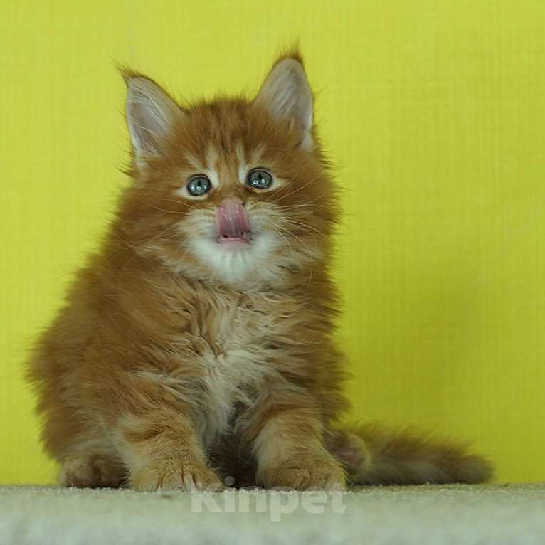 Кошки в Челябинске: Мейн кун Гардарики Мальчик, 65 000 руб. - фото 1