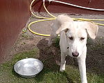 Собаки в Ореховом-Зуево: Найдена собака Девочка, 1 руб. - фото 2