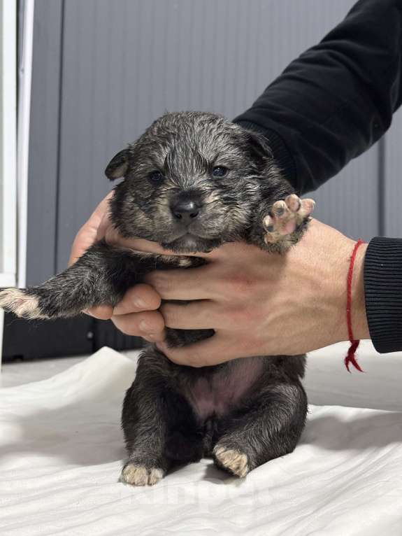 Собаки в других городах Московской области: Отдам в добрые руки щенят  Мальчик, Бесплатно - фото 6
