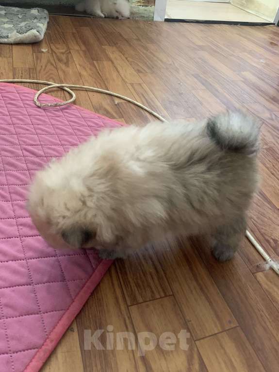 Собаки в Воронеже: Мальчик шпиц. Крем-соболь. Мальчик, 20 000 руб. - фото 3