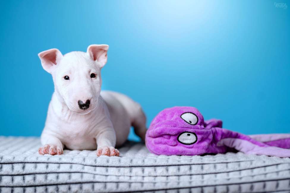 Собаки в Москве: Миниатюрный бультерьер Мальчик, 100 000 руб. - фото 3