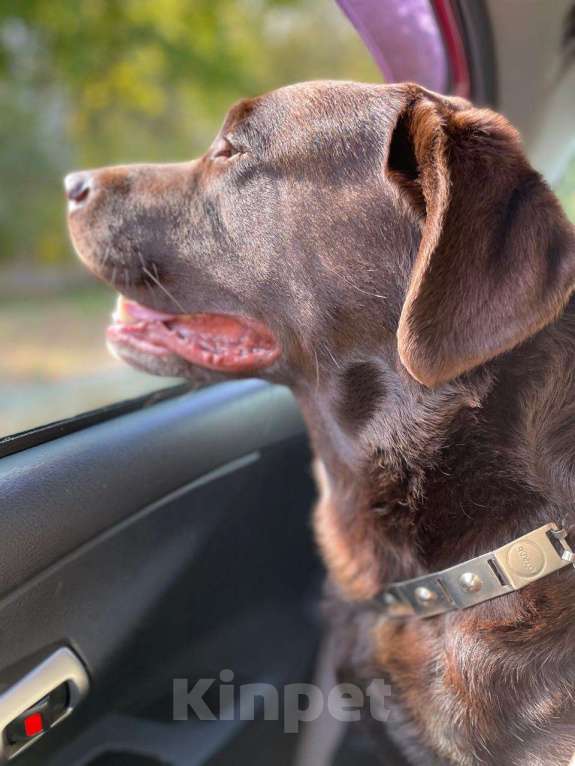 Собаки в Балашихе: Лабрадор  ретривер предлагается к  вязке Мальчик, Бесплатно - фото 5