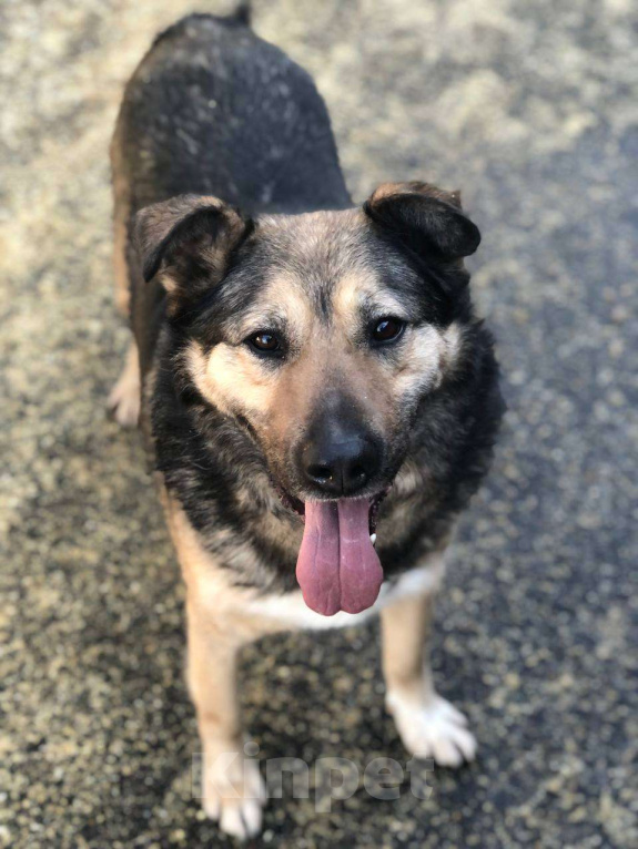 Собаки в Москве: Чудесный Гранд из приюта покорит Вас своим позитивом Мальчик, Бесплатно - фото 6