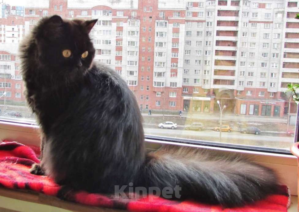 Кошки в Санкт-Петербурге: Шотландская кошечка по цене кастрации Девочка, 10 000 руб. - фото 2