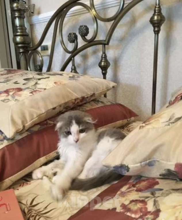 Кошки в Избербаше: Котенок в добрые руки 🙏 Девочка, Бесплатно - фото 2