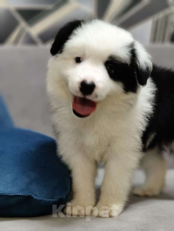 Собаки в других городах Приморского края: Бордер колли, документы РКФ Девочка, 100 000 руб. - фото 8