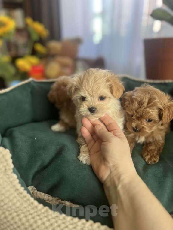 Собаки в других городах Московской области: Мальтипу f1 Мальчик, 150 000 руб. - фото 2