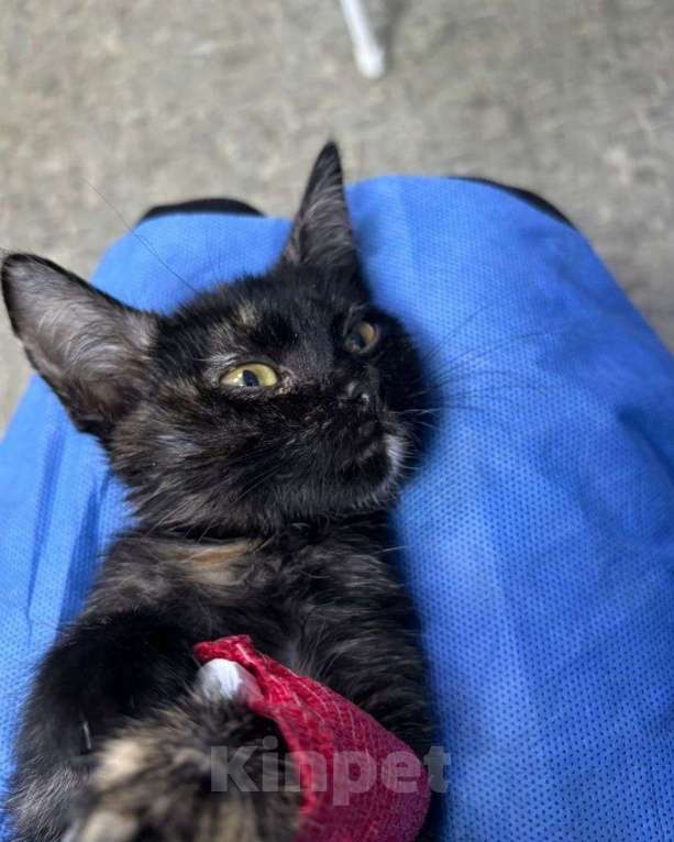 Кошки в Москве: Необыкновенный котенок Девочка, Бесплатно - фото 3