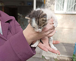 Кошки в Нижнем Новгороде: Котята в добрые руки Мальчик, Бесплатно - фото 4
