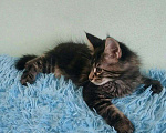Кошки в Ливны: КОТЯТКИ МЕЙН КУН, 25 000 руб. - фото 8