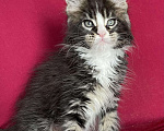 Кошки в Калаче-На-Доне: Котята мейн кун, 40 000 руб. - фото 5