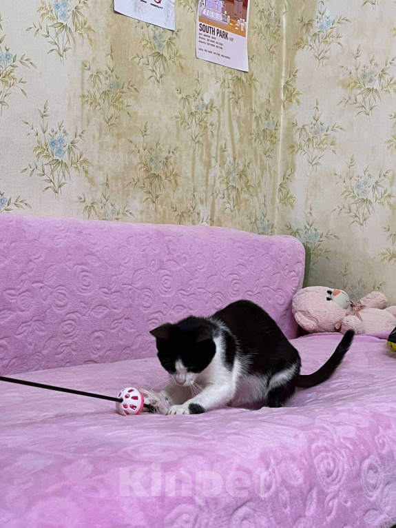 Кошки в Севастополе: Нежный котенок в поисках дома Девочка, Бесплатно - фото 2