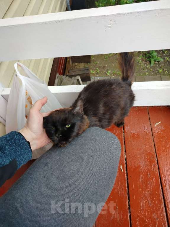 Кошки в других городах Московской области: Найдена кошка Девочка, Бесплатно - фото 1