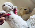Кошки в Санкт-Петербурге: Шотландский вислоухий мальчик Мальчик, 50 000 руб. - фото 10