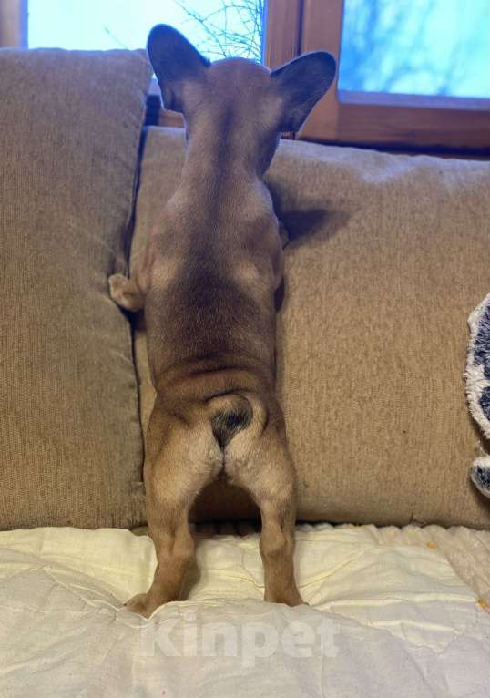 Собаки в Санкт-Петербурге: Шикарная девочка французик в мини размере  Девочка, 45 000 руб. - фото 3