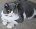 Кошки в Магнитогорске: Rochelle Marshmallow  Девочка, 1 000 руб. - фото 2