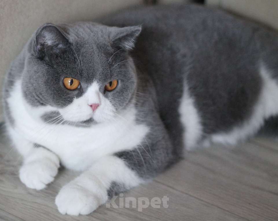 Кошки в Магнитогорске: Rochelle Marshmallow  Девочка, 1 000 руб. - фото 2