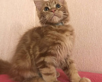 Кошки в Самаре: Шикарный Кот Мейн-кун Мальчик, 50 000 руб. - фото 8