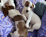 Собаки в Ярославле: Щенки Джек Рассел терьера Мальчик, Бесплатно - фото 6
