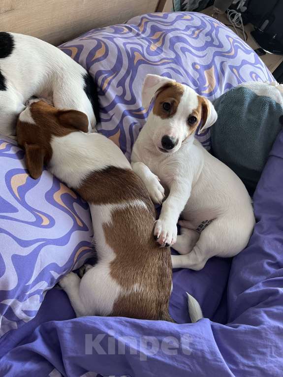 Собаки в Ярославле: Щенки Джек Рассел терьера Мальчик, Бесплатно - фото 6