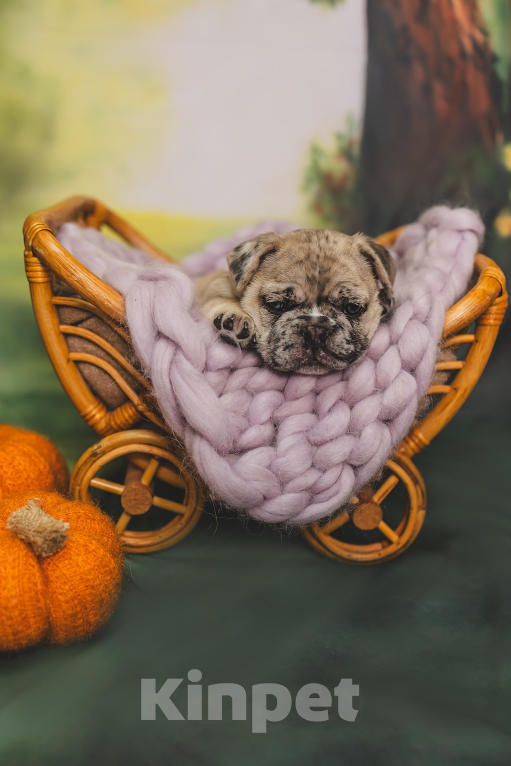 Собаки в Москве: Плюшевый малыш французский бульдог  Мальчик, 150 000 руб. - фото 8