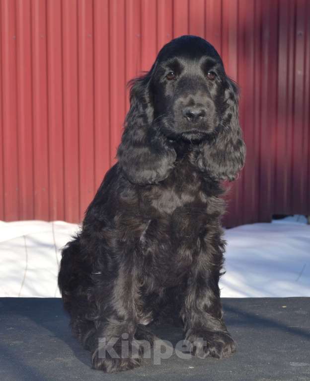 Собаки в Зеленограде: Английский кокер спаниель щенки Девочка, 50 000 руб. - фото 2
