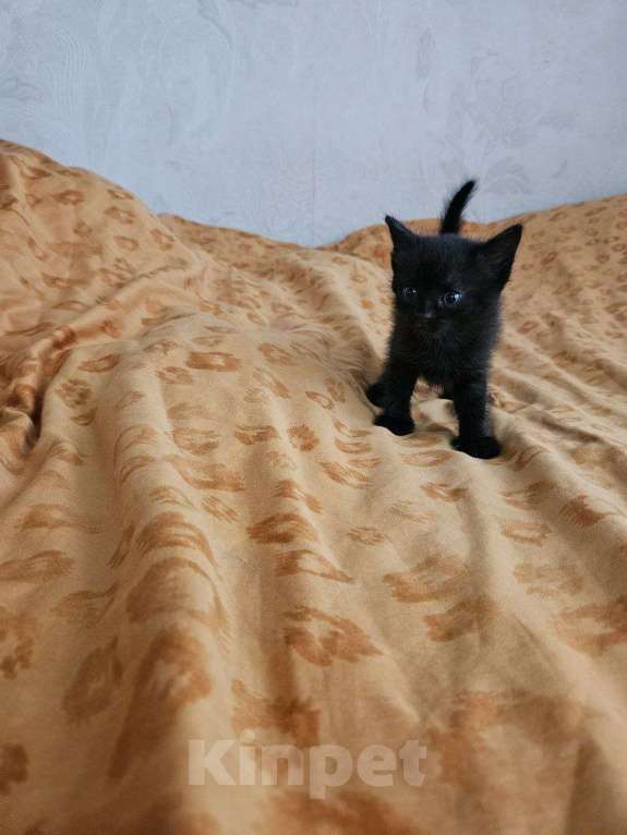 Кошки в Перми: Котята в дар Девочка, Бесплатно - фото 1