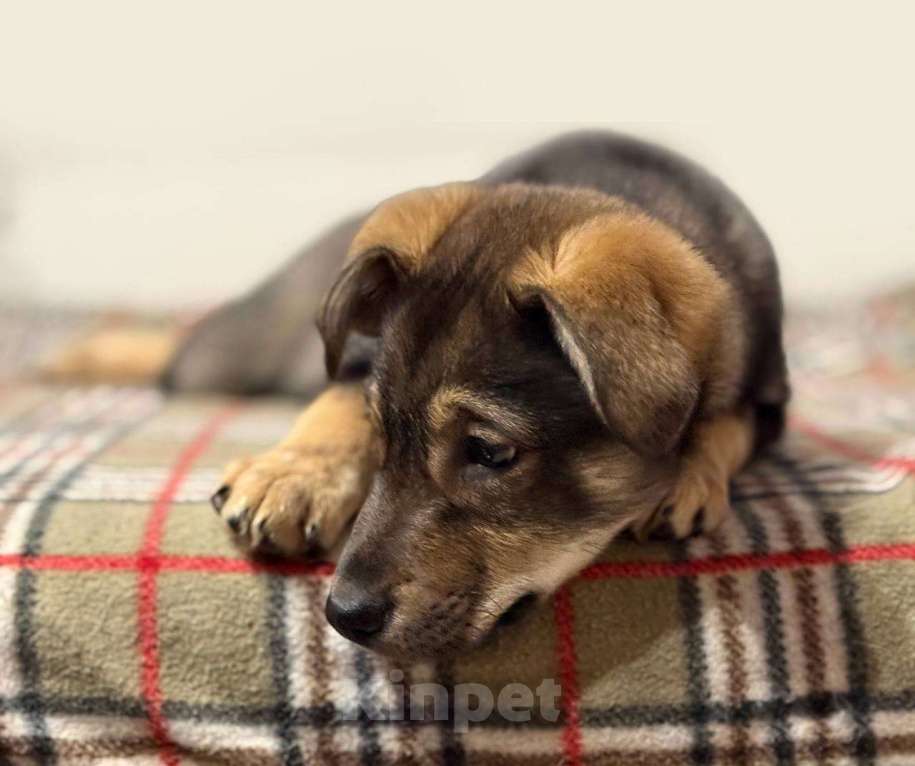 Собаки в Москве: Мартин Мальчик, Бесплатно - фото 3