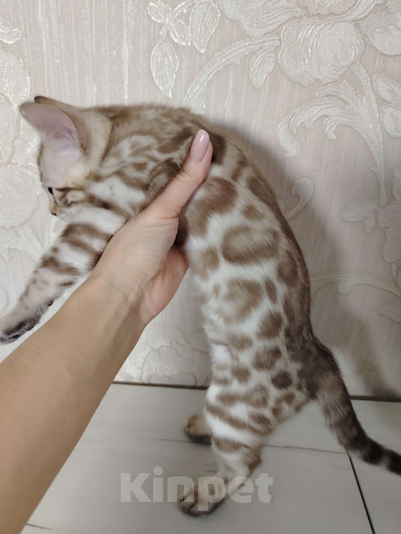 Кошки в Москве: Мальчик минк Мальчик, 50 000 руб. - фото 2