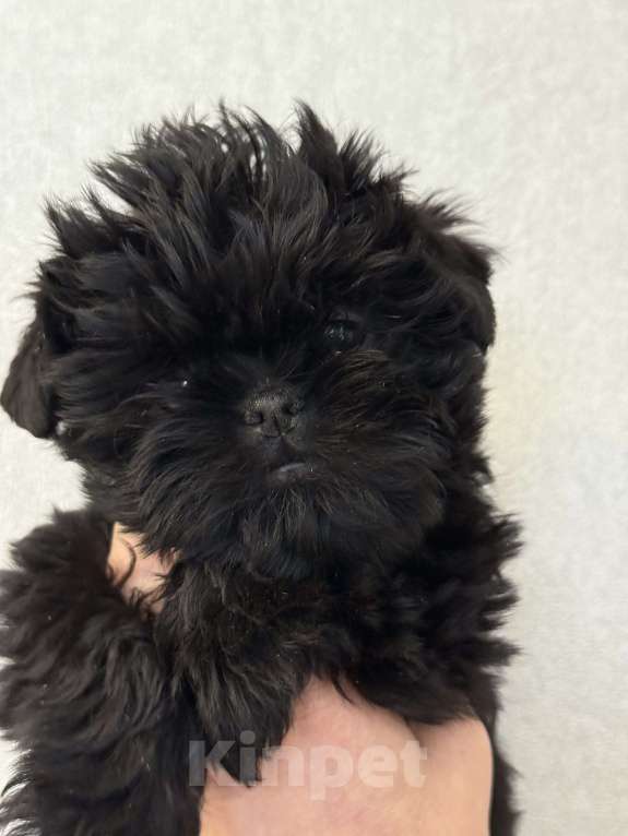 Собаки в Москве: АФФЕНПИНЧЕР Щенки  Мальчик, Бесплатно - фото 7