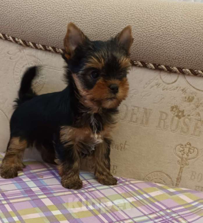 Собаки в Санкт-Петербурге: Щенок йоркширского терьера.  Мальчик, 50 000 руб. - фото 3