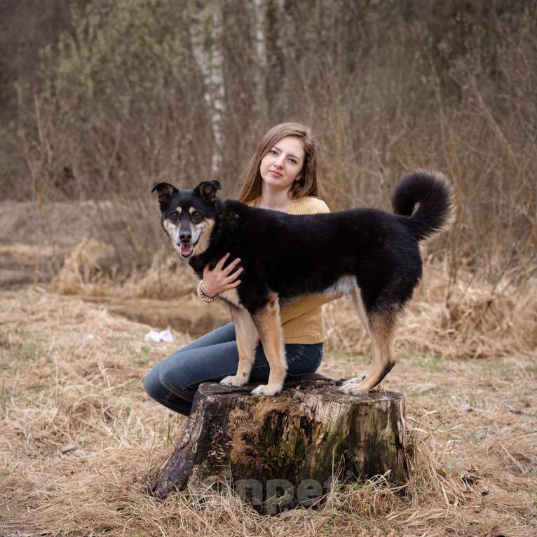 Собаки в Москве: Бывшедомашний пёсик в поисках нового дома Мальчик, Бесплатно - фото 6