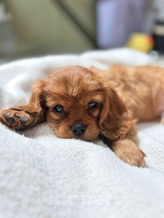 Собаки в Рязани: Продаются очаровательные малыши Кавалер Кинг Чарльз Спаниель Девочка, Бесплатно - фото 7