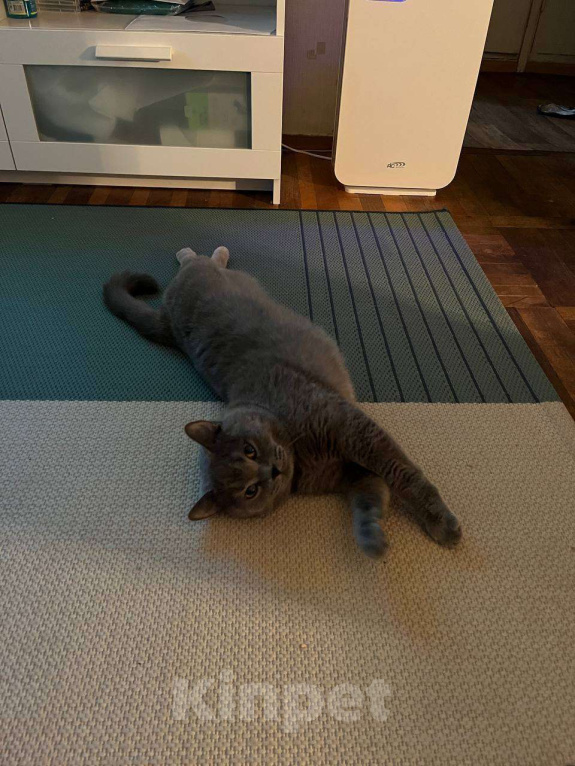 Кошки в Краснодаре: Котик ищет настоящий дом 🐾 Мальчик, Бесплатно - фото 2