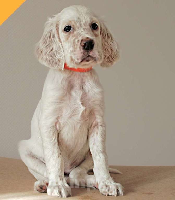 Собаки в Екатеринбурге: АНГЛИЙСКИЕ АРИСТО-СЕТТЕРЫ Девочка, 80 000 руб. - фото 4