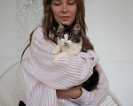 Кошки в Екатеринбурге: Кошка Боня ищет дом Девочка, 1 руб. - фото 1