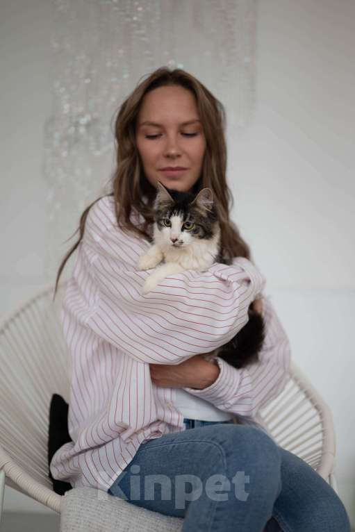 Кошки в Екатеринбурге: Кошка Боня ищет дом Девочка, 1 руб. - фото 1