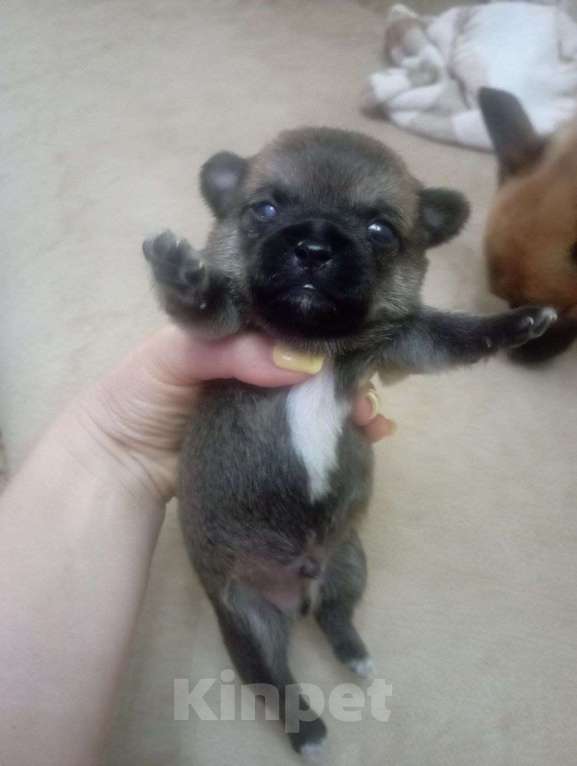 Собаки в Липецке: Продаю щенка чихуа (мальчик) Мальчик, 7 000 руб. - фото 4