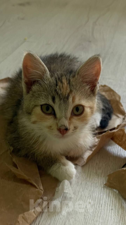 Кошки в Краснодаре: Отдам котят в добрые руки Девочка, Бесплатно - фото 3